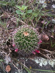Mammillaria polyedra