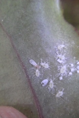 Rastrococcus namartini