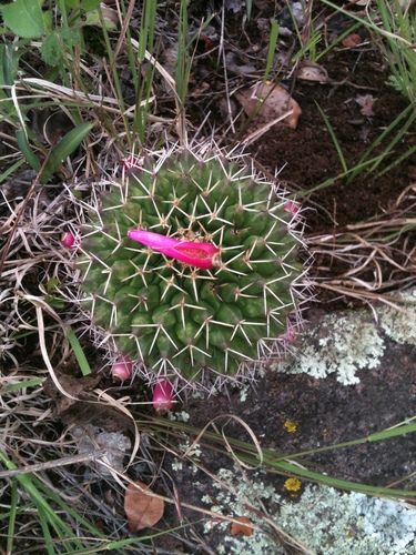 Mammillaria polyedra