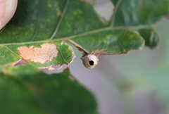 Andricus quercusutriculus