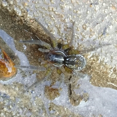 Allocosa paraguayensis