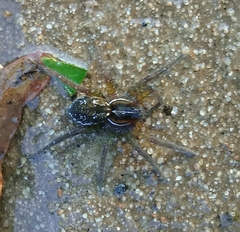 Allocosa paraguayensis