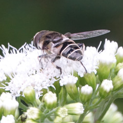 Eristalis dimidiata