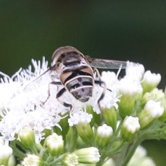Eristalis dimidiata