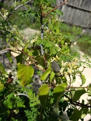 Hologymnetis cinerea