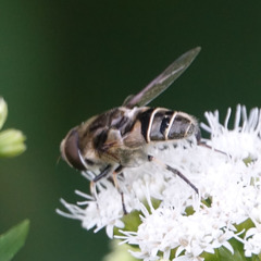 Eristalis dimidiata
