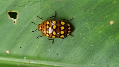 Iphiclus sedecimmaculatus