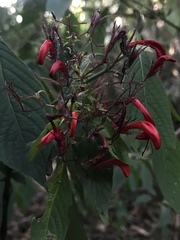 Stenostephanus