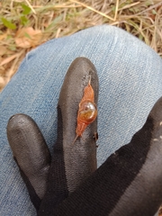 Helicarionidae