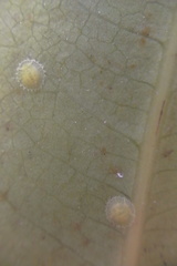 Epelidochiton piperis