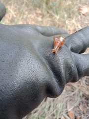 Helicarionidae