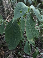 Stenostephanus