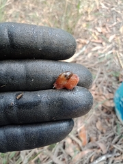 Helicarionidae