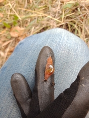 Helicarionidae