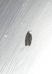 Acleris youngana