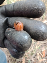 Helicarionidae
