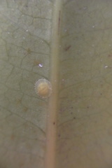 Epelidochiton piperis