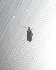 Acleris youngana