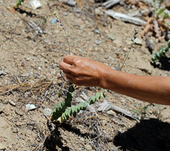 Streptanthus barbatus