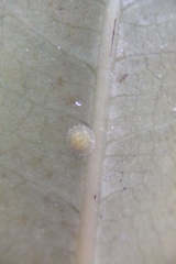 Epelidochiton piperis