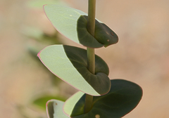 Streptanthus barbatus