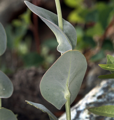 Streptanthus barbatus