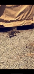 Varanus albigularis microstictus