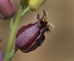 Streptanthus barbatus