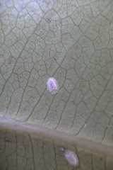 Epelidochiton piperis