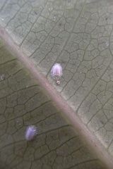 Epelidochiton piperis