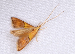 Crocanthes prasinopis