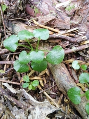 Pterostylis alobula