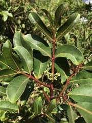 Zanthoxylum quinduense