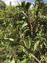 Zanthoxylum quinduense