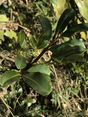 Zanthoxylum quinduense