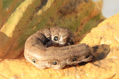 Proserpinus terlooii