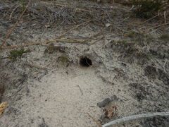 Pardalotus punctatus