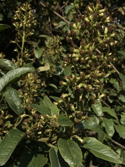 Pentacalia breviligulata