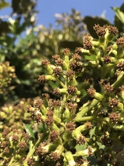 Pentacalia breviligulata