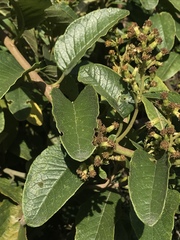 Pentacalia breviligulata