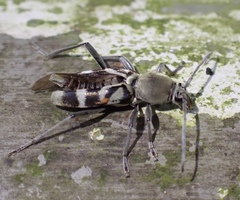 Chlorophorus reductus