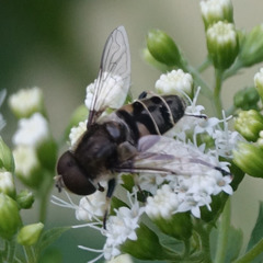 Eristalis dimidiata