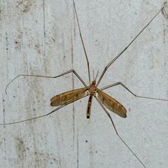 Tipula ultima