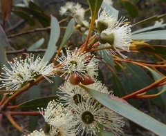 Eucalyptus diversifolia