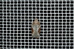 Acleris braunana