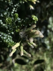 Baccharis bogotensis