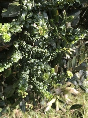 Baccharis bogotensis