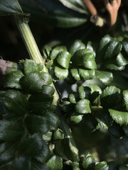 Baccharis bogotensis