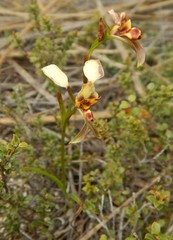 Diuris pardina