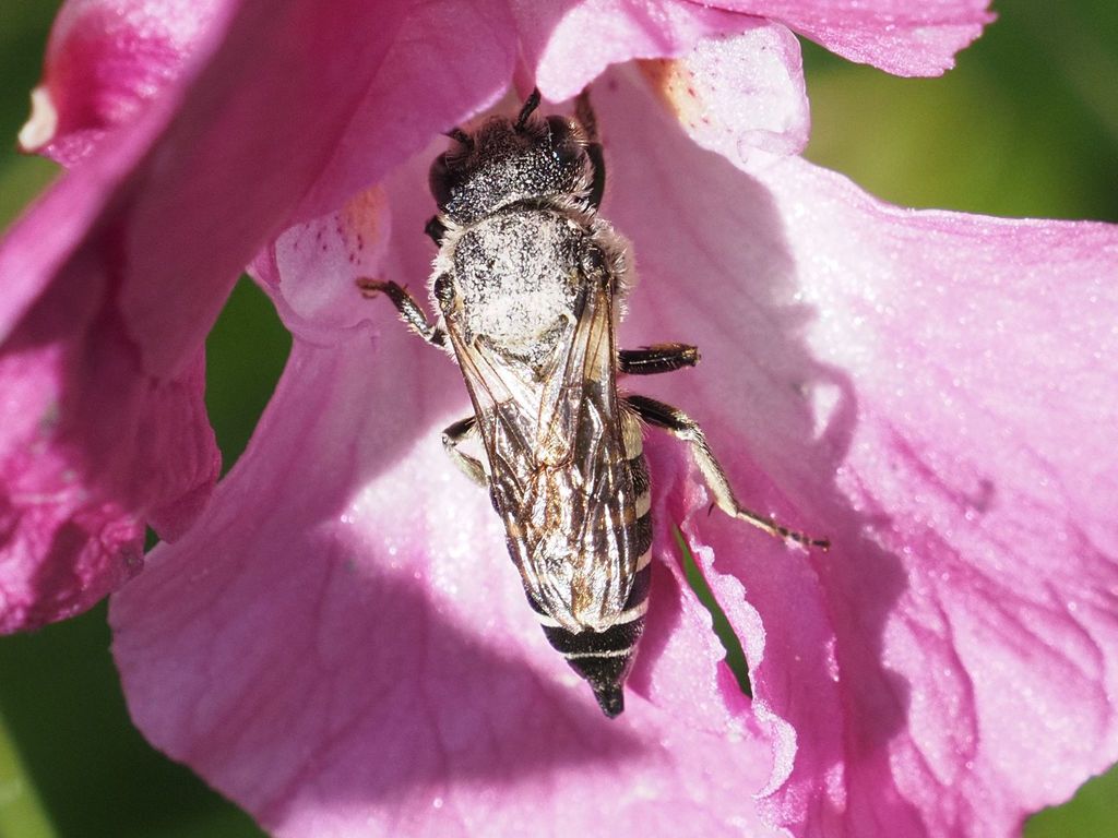 Rufescent Sharp-tail Bee